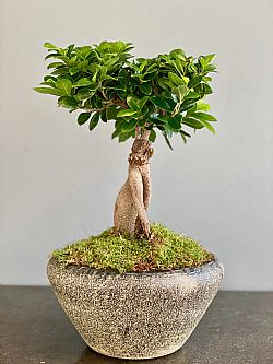 Bonsai Ficus Ginseng σε κασπώ