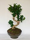 Bonsai Ficus σε κασπώ