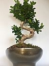 Bonsai Ficus σε κασπώ