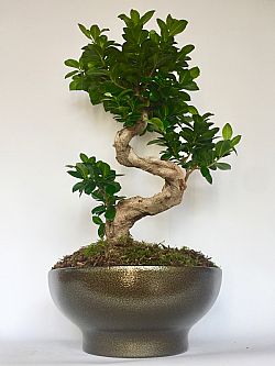 Bonsai Ficus σε κασπώ
