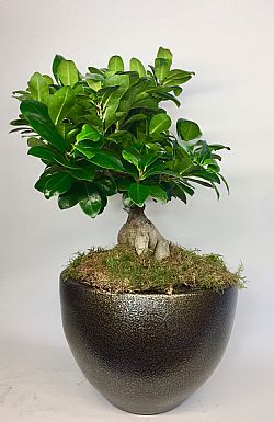 Bonsai Ficus Ginseng σε κασπώ