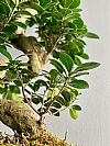 Bonsai Ficus σε κασπώ