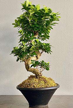 Bonsai Ficus σε κασπώ