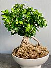 Bonsai Ficus σε κασπώ