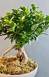 Bonsai Ficus σε κασπώ