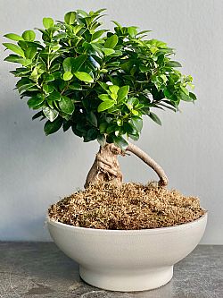 Bonsai Ficus σε κασπώ