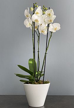 Triple orchid plant 