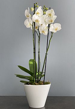 Λευκή Ορχιδέα Phalaenopsis με τρία κλαδιά σε κασπώ