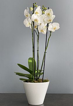 Λευκή Ορχιδέα Phalaenopsis με τρία κλαδιά σε κασπώ