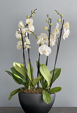 2 φυτά Ορχιδέες Phalaenopsis σε οβάλ κασπώ