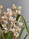 Dusty pink Cymbidium Ορχιδέα σε κασπώ