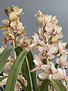 Dusty pink Cymbidium Ορχιδέα σε κασπώ