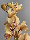 Dusty pink Cymbidium Ορχιδέα σε κασπώ