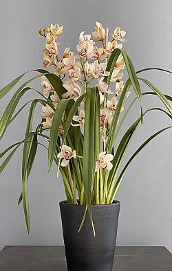 Dusty pink Cymbidium Ορχιδέα σε κασπώ