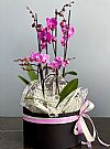 2 φυτά Ορχιδέες Phalaenopsis σε καπελιέρα 