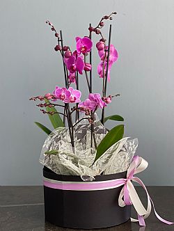 2 φυτά Ορχιδέες Phalaenopsis σε καπελιέρα 