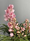 Ροζ Cymbidium Ορχιδέα σε κασπώ-Out of Stock