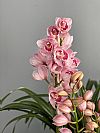 Ροζ Cymbidium Ορχιδέα σε κασπώ-Out of Stock