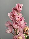 Ροζ Cymbidium Ορχιδέα σε κασπώ-Out of Stock