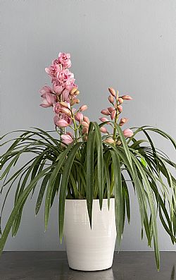 Ροζ Cymbidium Ορχιδέα σε κασπώ-Out of Stock