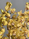 Κίτρινη Cymbidium Ορχιδέα σε ρατάν καλάθι-Out of Stock