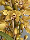 Κίτρινη Cymbidium Ορχιδέα σε ρατάν καλάθι-Out of Stock