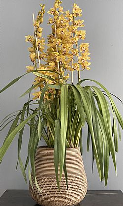 Κίτρινη Cymbidium Ορχιδέα σε ρατάν καλάθι-Out of Stock