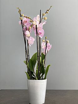 Triple pink orchid plant 