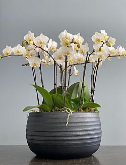 5 Μini Ορχιδέες Phalaenopsis σε μεγάλο κασπώ 