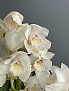 Λευκή Cymbidium Ορχιδέα σε κασπώ-Out of Stock