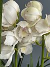 Λευκή Cymbidium Ορχιδέα σε κασπώ-Out of Stock