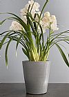 Λευκή Cymbidium Ορχιδέα σε κασπώ-Out of Stock