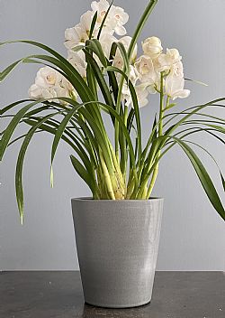 Λευκή Cymbidium Ορχιδέα σε κασπώ-Out of Stock