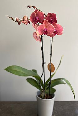 Σομόν Ορχιδέα Phalaenopsis σε κασπώ 