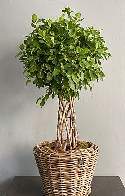 Ficus Benjamina σε ψάθινο καλάθι