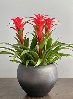 Guzmania σε κεραμεικό κασπώ