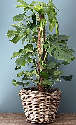 Monstera Deliciosa μεγάλoυ μεγέθους