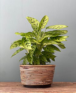 Calathea σε ρατάν κασπώ