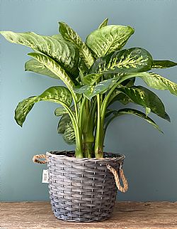 Dieffenbachia σε ψάθινο καλάθι