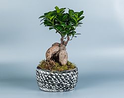 Bonsai Ficus Ginseng σε κασπώ