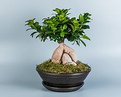 Bonsai Ficus Ginseng σε κασπώ