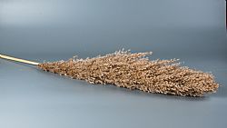 Pampas Grass Natural ύψους 70 cm