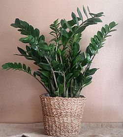 Zamia σε ρατάν καλάθι