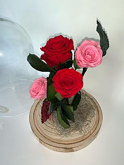 Forever Roses 3 σε κόκκινο & 2 σε ροζ σε γυάλινη καμπάνα 
