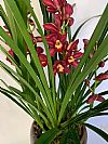 Cymbidium Ορχιδέα σε κασπώ