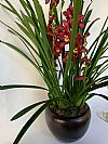 Cymbidium Ορχιδέα σε κασπώ