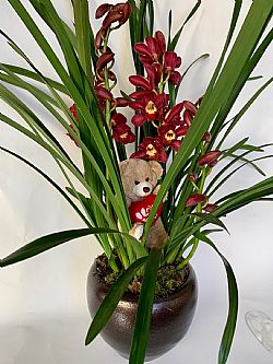 Cymbidium Ορχιδέα σε κασπώ