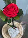 Eternal Love-Forever Rose με καρδούλα σε γυάλινη καμπάνα 